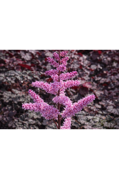 Астильба китайська Дарк Сайд оф зе Мун цвітіння